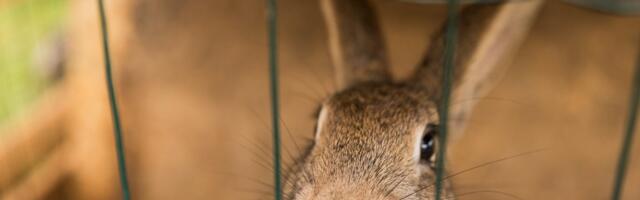 Kohila vallas toimunud tulekahjus hukkus 9 küülikut ja 40 kana