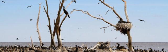 Eesti ja Rootsi pöördusid kormoranide ohjamiseks Euroopa Komisjoni poole