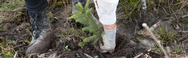 Soodne ilm andis tänavusele metsaistutushooajale varasema stardi