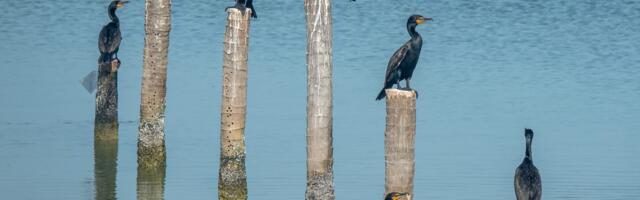 KÕVA SÕNA: merebioloog võrdleb kormoranide tekitatavat lehka tööstuslike reostajatega