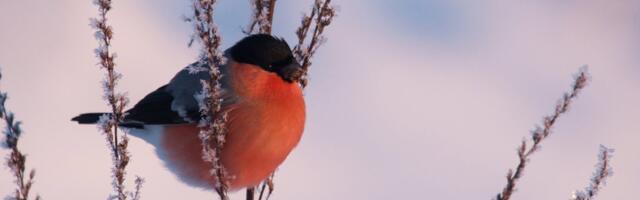 LUGEJA KÜSIB | Kuhu on kadunud kõik leevikesed?