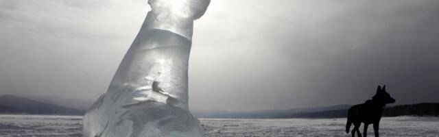 Läänemaailmas kogub tuure uus vastuoluline trend_ peenise häkkimine