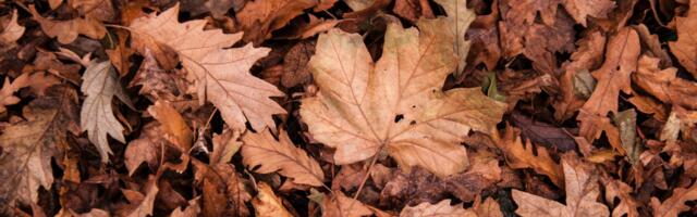 Puulehtede äravedu Kohila vallas