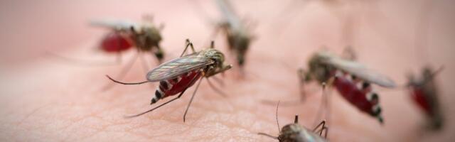 Kas sääsed levitavad haigusi? Jahivad teatud veregruppe? Kogu tõde vereimejatest