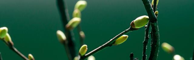 ILMATEADE | Nädala lõpp on kevadine, siin-seal võib oodata vihmasabinaid