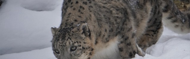 LOOMAAIA UUDISED: lumeleopardidel on aedikuvahetuskuu