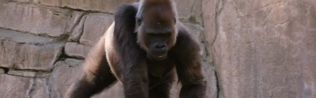 Reporter: Loomaaed hakkas gorilladel leviva koroona tõttu inimahve vaktsineerima