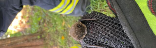 Möödunud ööpäeval tõttasid päästjad appi nahkhiirele ja eemaldasid teedelt murdunud puid