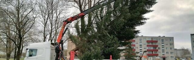 В маардуском парке Келламяэ установили рождественскую ель