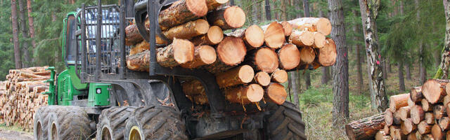 Metsatehingute teatis tuleb esitada 10. jaanuariks