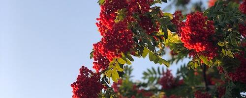 Valgjärve külamaja avamine tekitas suurt huvi