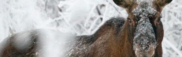 Eest-Läti piiril hakatakse põtru kontrollima, käivitub projekt MooseBelt