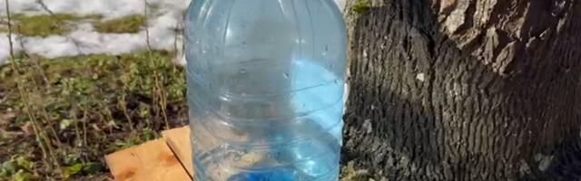 Pane pang alla: kevadise võimuga päike pani vahtramahla voolama!