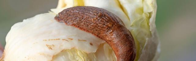 Keskkonnaamet kinnitas võõrnälkjate ohjamiskava