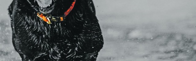 Palun töötavat wifit