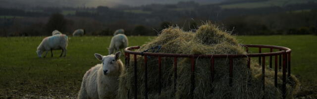 Iiri talunikud lubavad hakata mässama kui ELi rohepööre läbi surutakse 