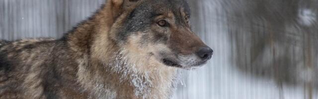 VIDEO | „Kuulsin, kuidas kanad tegid suuremat kisa.“ Setomaal käis hunt taluõuel