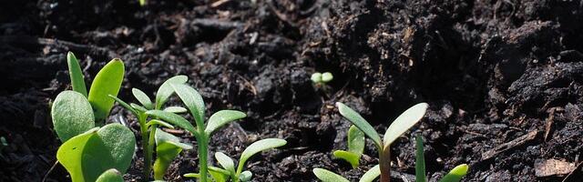 Kuidas valida õigeid seemneid oma aeda või kasvuhoonesse?