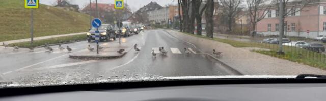 VIDEOD | Väga viisakad! Viljandi tänavatel järgivad ka pardid liiklusreegleid