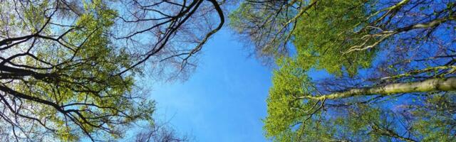 Süsinikukrediitidelt tulu teenimiseks laekus RMK-le viis pakkumist