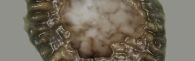 Kuidas ikkagi tekkis elu Maal? Uut infot annab see miljardi aasta vanune kivistis