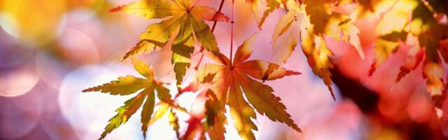 Oktoobrikuu viimane kolmandik on peagi algamas. Keskkonnaagentuur heidab pilgu oktoobrikuu ilmarekorditele