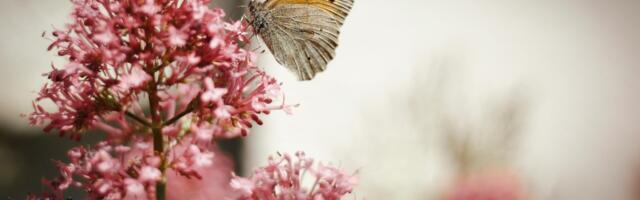 Kuidas valmistada kodu ja aed ette suveks ilma hilisemate probleemideta?