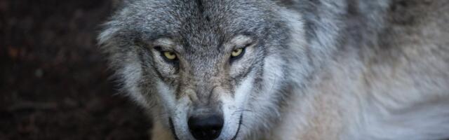 Hundidraama kogub tuure: keskkonnaamet vaidlustab kohtu määruse hundijahi peatamise kohta