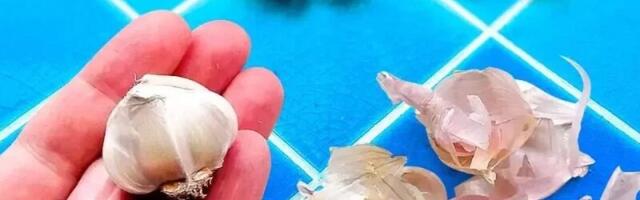 Miks küüslaugukoored on peidetud aare? Nutikad viisid nende taaskasutamiseks aias ja kodus