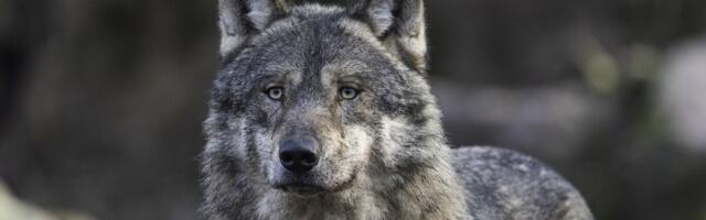 Jahiseaduse muudatus võeti vastu