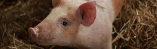 Leedus tuvastati selle aasta esimene Aafrika seakatku juhtum