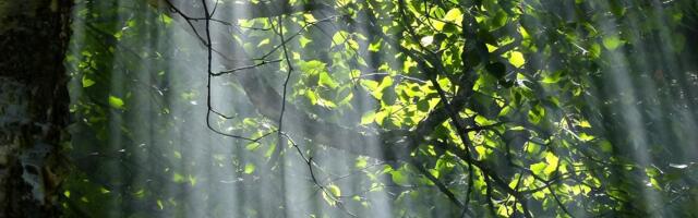 Toimub Illusaare metsatööde arutelu