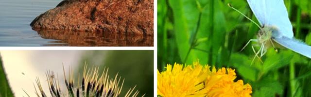 Kaarel Zilmer NÄDALA FOTOD