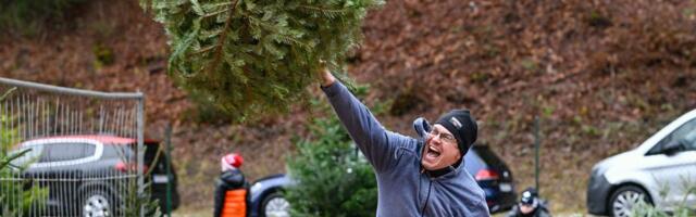 SAHINAD | 7aastane Karl kogub teist aastat kuuseveoga haiglale annetusi