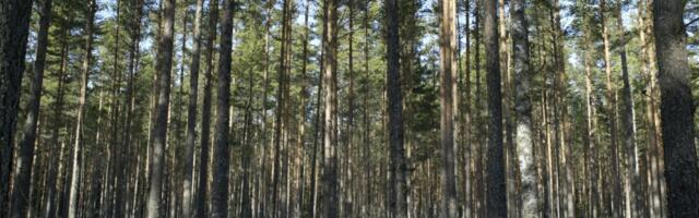 Metsaoksjonite korraldaja: varem või hiljem hakkavad ka välismaalased metsa müüma
