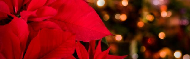 Päevahoroskoop : neljapäev, 18. detsember