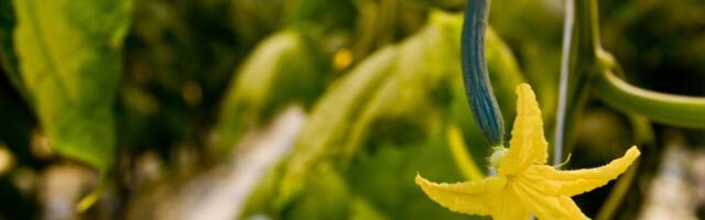 Grüne Fee Eesti ja Alatskivi Mõisamaitsed liitusid toidumärgisega „Tartumaine Toit“