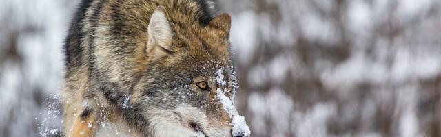 Rohkem kui pool miljonit eurot maksva DNA uuringuga saaks teada Eestis elavate huntide tegeliku arvu