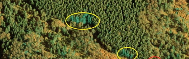 RMK tegi kooreüraski tõttu riigimetsas lageraiet 450 hektaril, lisaks sanitaarraiet 1300 hektaril