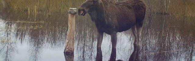 PILTUUDIS: Põder sumpab vees