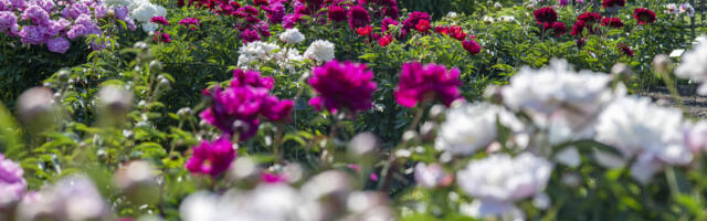 Muuseumipühapäeval saab aasta lõpuni tasuta ka loomaaeda ja botaanikaaeda