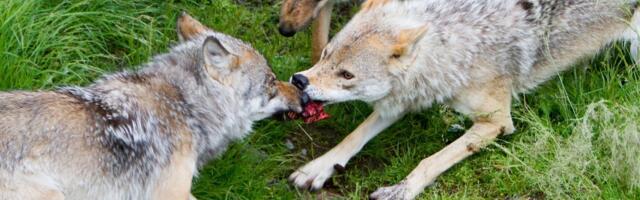 Soomaa soed kaklevad ellujäämise nimel: „Huntidel on kitsas nii toidu kui elupaikadega“