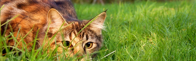 Pane õuekassile kaelus, see päästab lindude elusid