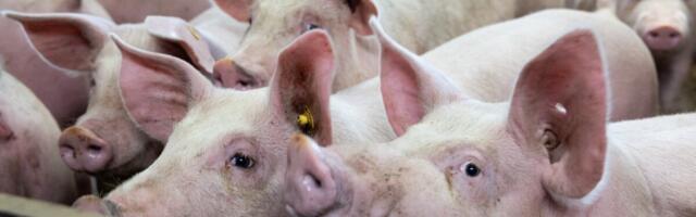 Tartumaal tuvastati sigade Aafrika katk üle 6000 seaga farmis