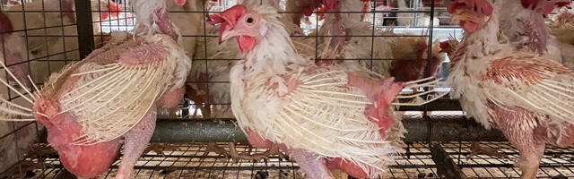 Kanade puurispidamise keelustamine läbis Riigikogu istungil esimese lugemise