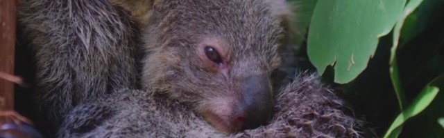 Reporter: Taronga loomaaias sündis üle aasta aja esimene koaala