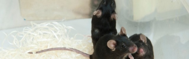 Teadustöö pahupool: Eesti laborites surmati möödunud aastal 15 000 looma