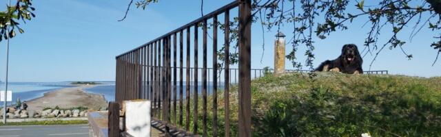 Väikevend NÄDALA FOTO