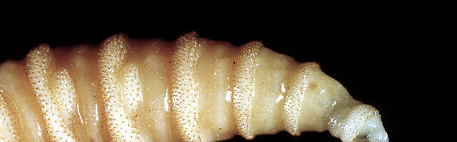 Texas prepares for war as invasion of flesh-eating flies appears imminent