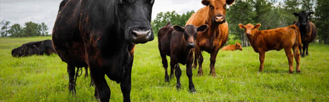 Uus-Meremaa plaanib kliimamuutustega võitlemiseks kehtestada lehmade ja lammaste röhitsusmaksu